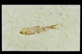 Bargain Fossil Fish (Knightia) - Wyoming #120678-1